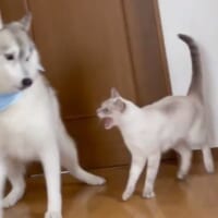 しゃちくんが「シャー！」と威嚇して猫パンチ！