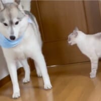 ユキちゃんは「シュン……」