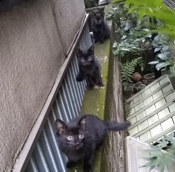 「踏み台に出来ない」黒いニャン連星のキャットストリームアタック