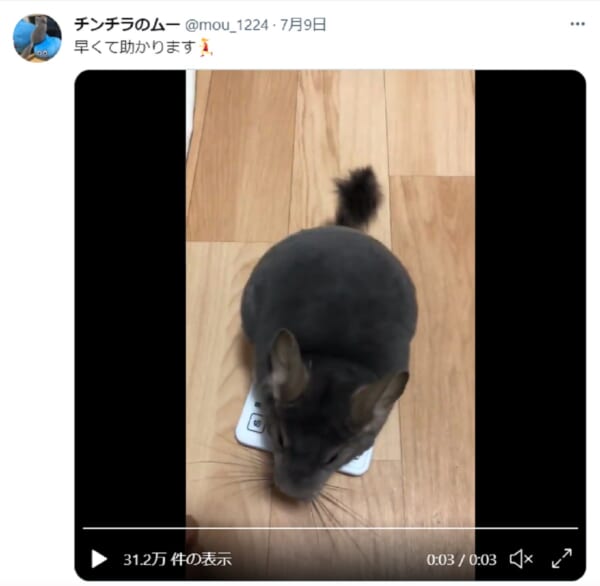 パッとあらわれサッと乗る　おりこうチンチラの体重の測り方