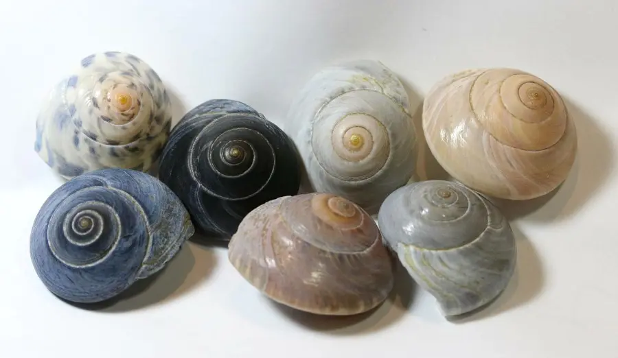 虹色に輝く美しい巻き貝 実はスーパーに売っているながらみでした