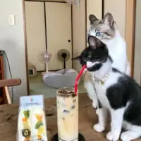 飲み物がどうしても気になる様子の、おにぎりくん