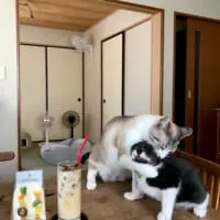 ういろうくんがおにぎりくんを押さえつけている