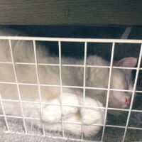 ミュージーちゃんは飼い主さんが大好き