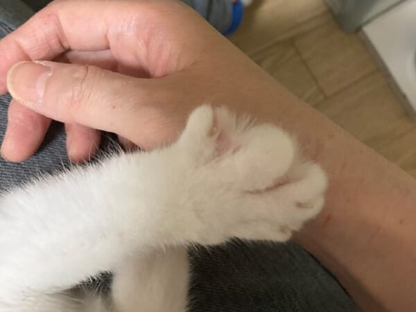 「手を握ってほしいニャ……」雷に怯える猫のかわいさに悶絶