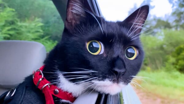 「これがドライブの楽しさ」景色を眺める猫ちゃんの表情がキラッキラ
