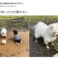 「夢みたい」洗った翌日に泥まみれになったワンちゃんに飼い主唖然