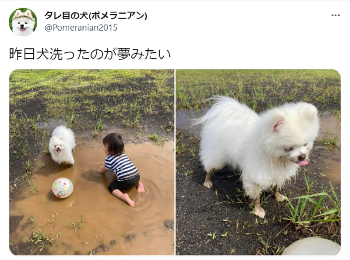 飼い主ショック「昨日犬洗ったのが夢みたい」　洗った翌日泥まみれに