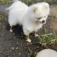 ペロッと舌を出すレイちゃん
