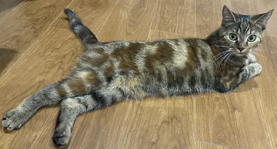 ぜひ見てほしい、という福ちゃんの姿
