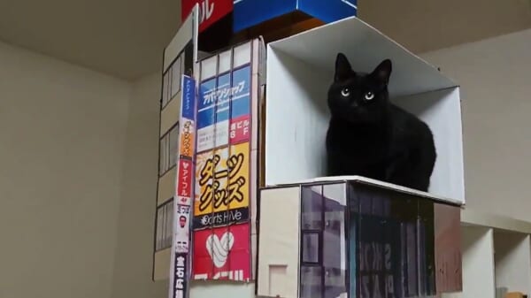 あの新宿の巨大猫を自宅で再現！ジオラマの完成度の高さに30万いいね