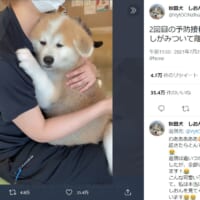 飼い主に抱えられ予防接種を待つワンコのしょんぼり顔がかわいすぎる