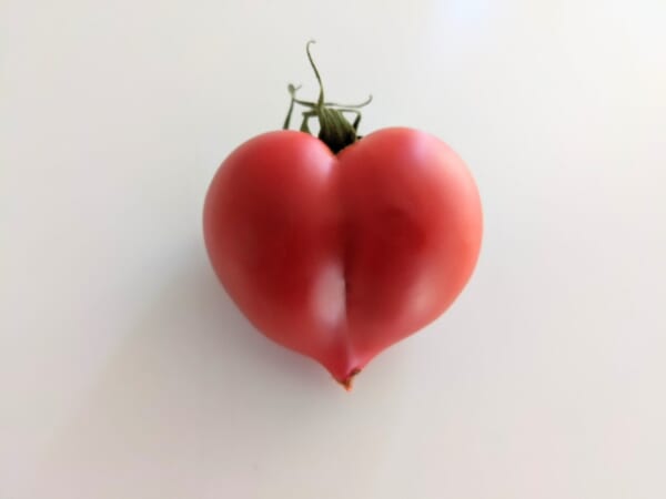 なかなかお目にかかれない　ハート型のトマトがかわいすぎる