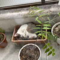 かわいくて収穫できない？ベランダの植木鉢に咲いた猫に18万いいね