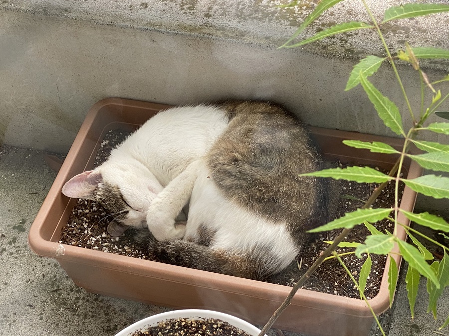植木鉢で何とも気持ちよさそうに眠る猫ちゃん