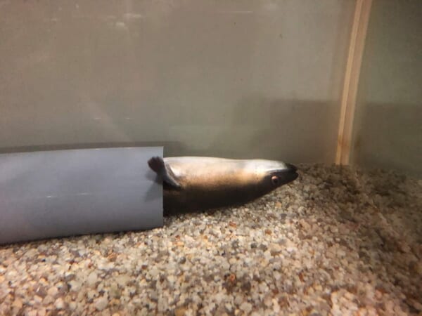 気持ちよさそうに休むひつまぶしさん