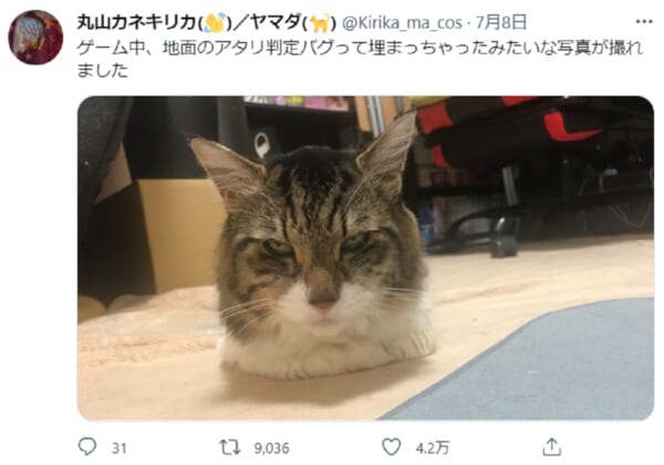 まるでゲームのバグのように埋まる猫　表情にも注目が集まる