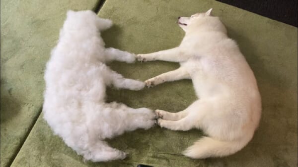 「幽体離脱～」ワンちゃんがもう1匹いるみたい　抜け毛アートが面白い