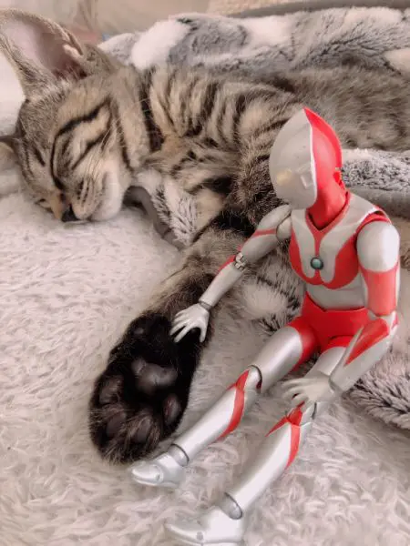 ウルトラマン フィギュア 猫