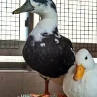 人が苦手なカモニールくん。