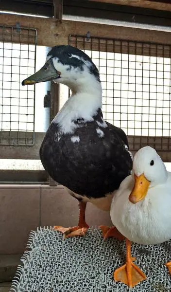 人が苦手なカモニールくん。