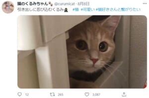 引き出しのすき間にひょっこり現れた猫が話題。