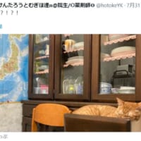 食器棚で寝ている愛猫に驚く飼い主