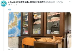 食器棚で寝ている愛猫に驚く飼い主