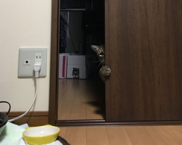 引き戸からチラリとのぞき込む猫の姿に多くの共感。