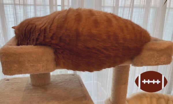 今日はキャットタワーでお昼寝にトライ。ラグビーボールみたいな寝姿の猫さんが話題。