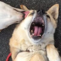 表情豊かなお姉さん犬のこてつちゃん。