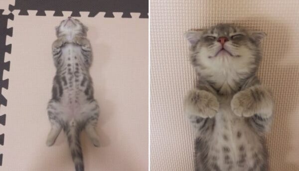 これは破壊力がスゴイ……子猫の寝姿が反響。