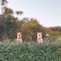 ミッドサマーっぽい？愛犬を撮影した風景が話題。