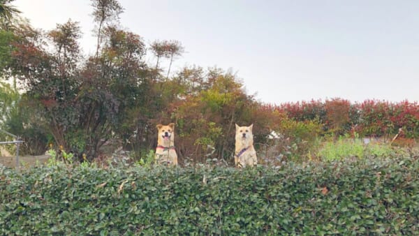 ミッドサマーっぽい？愛犬を撮影した風景が話題。