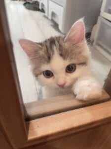 風呂場に行こうとした飼い主を引き留めるビビちゃん。