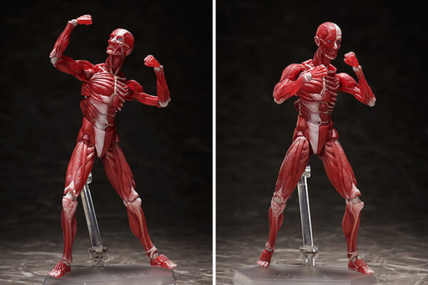人体の構造を細部まで再現