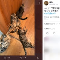 「人という字は猫が支えあってもできる」新たな名言誕生に猫飼い共感