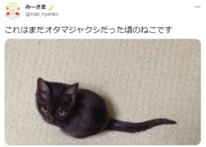 黒猫の赤ちゃんはオタマジャクシ？子猫の姿がそれにしか見えないと話題