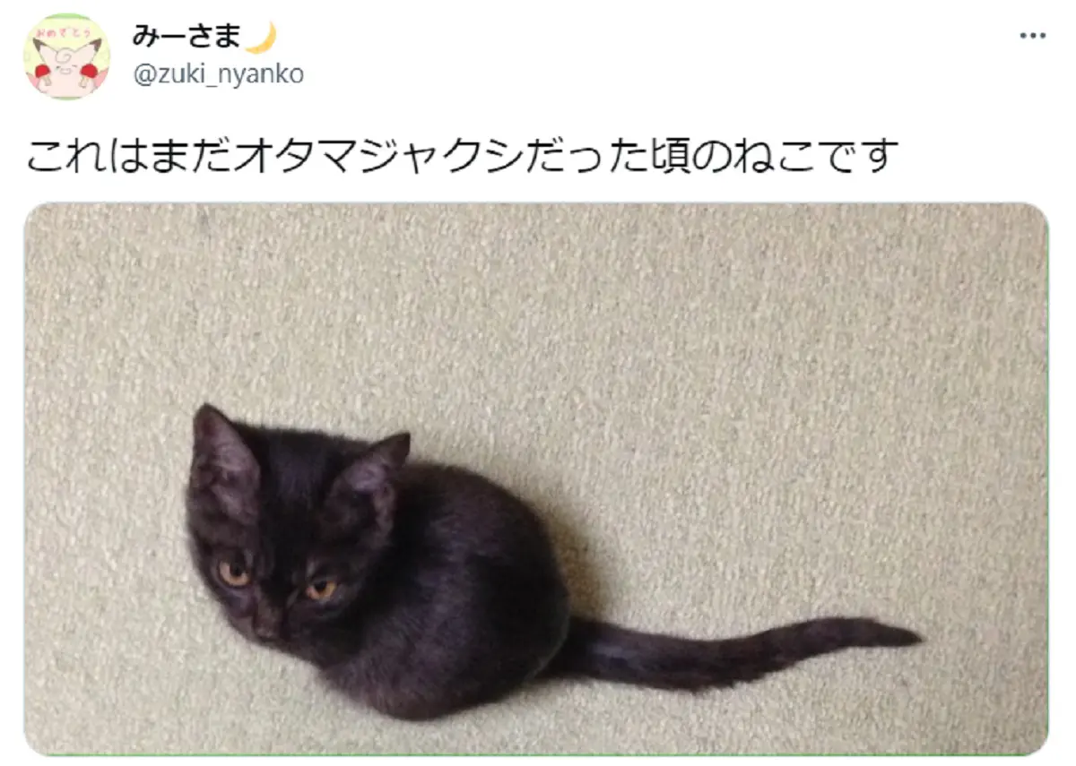 黒猫の赤ちゃんはオタマジャクシ？子猫の姿がそれにしか見えないと話題 | おたくま経済新聞