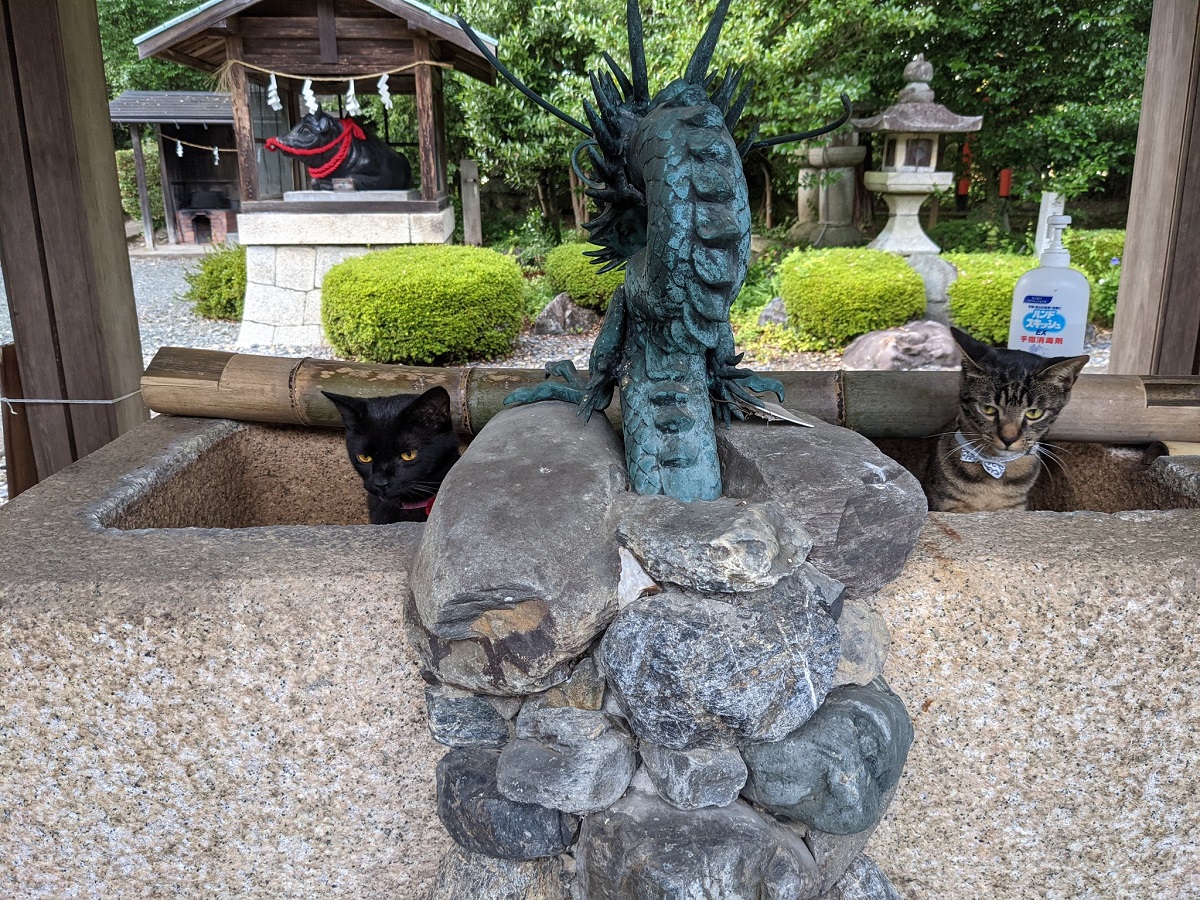 利用休止の神社の手水舎に猫　まさかの「猫の社務所」利用が判明
