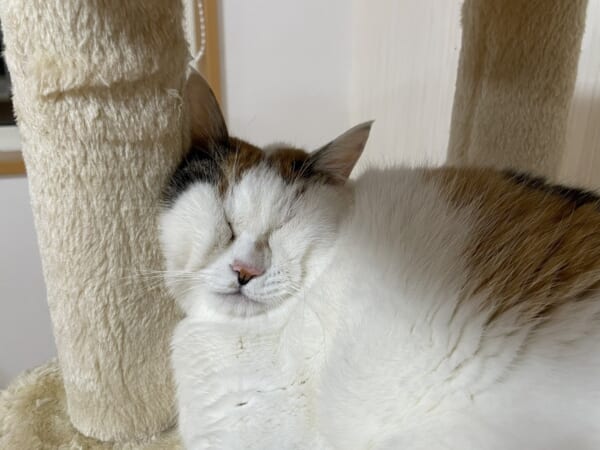 まるでアスキーアート　ギュッとつぶれた猫ちゃんの寝顔に爆笑