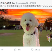 夕陽をバックに写るワンコから漂う違和感