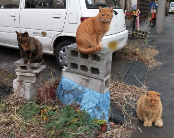 ネコリンピック開幕？表彰台にあがる地域猫たちに憶測が飛び交う
