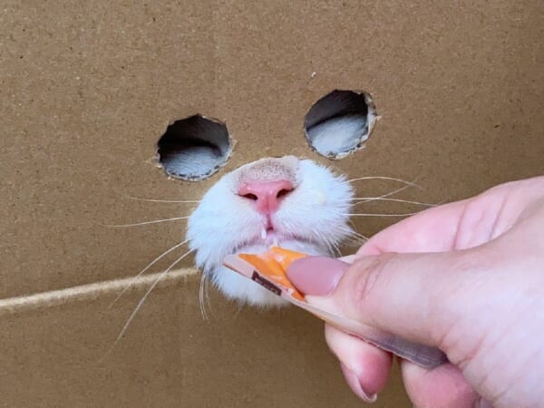 ダンボールの穴から顔を出す猫ちゃんに爆笑「まるで覆面レスラー」