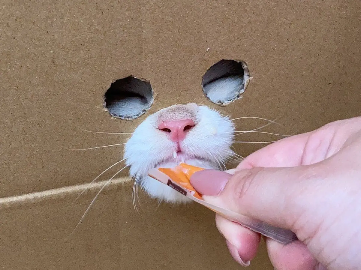 ダンボールの穴から顔を出す猫ちゃんに爆笑「まるで覆面レスラー」