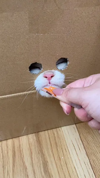 穴から顔を出すおこめちゃん