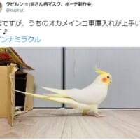 オカメインコが魅せるノールック車庫入れに「わたしより上手だわ」の声