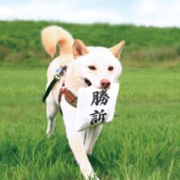 「勝訴だワン」うれしそうに判決を知らせてくれる犬用のおもちゃが話題