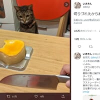 猫型ケーキをじっと見つめるタコスちゃん