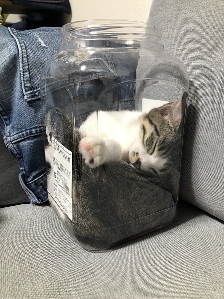 小さい容器の中でスヤスヤ……液体化してしまった子猫